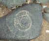 Ammonite Fossil - Lyme Regis New Year 2001